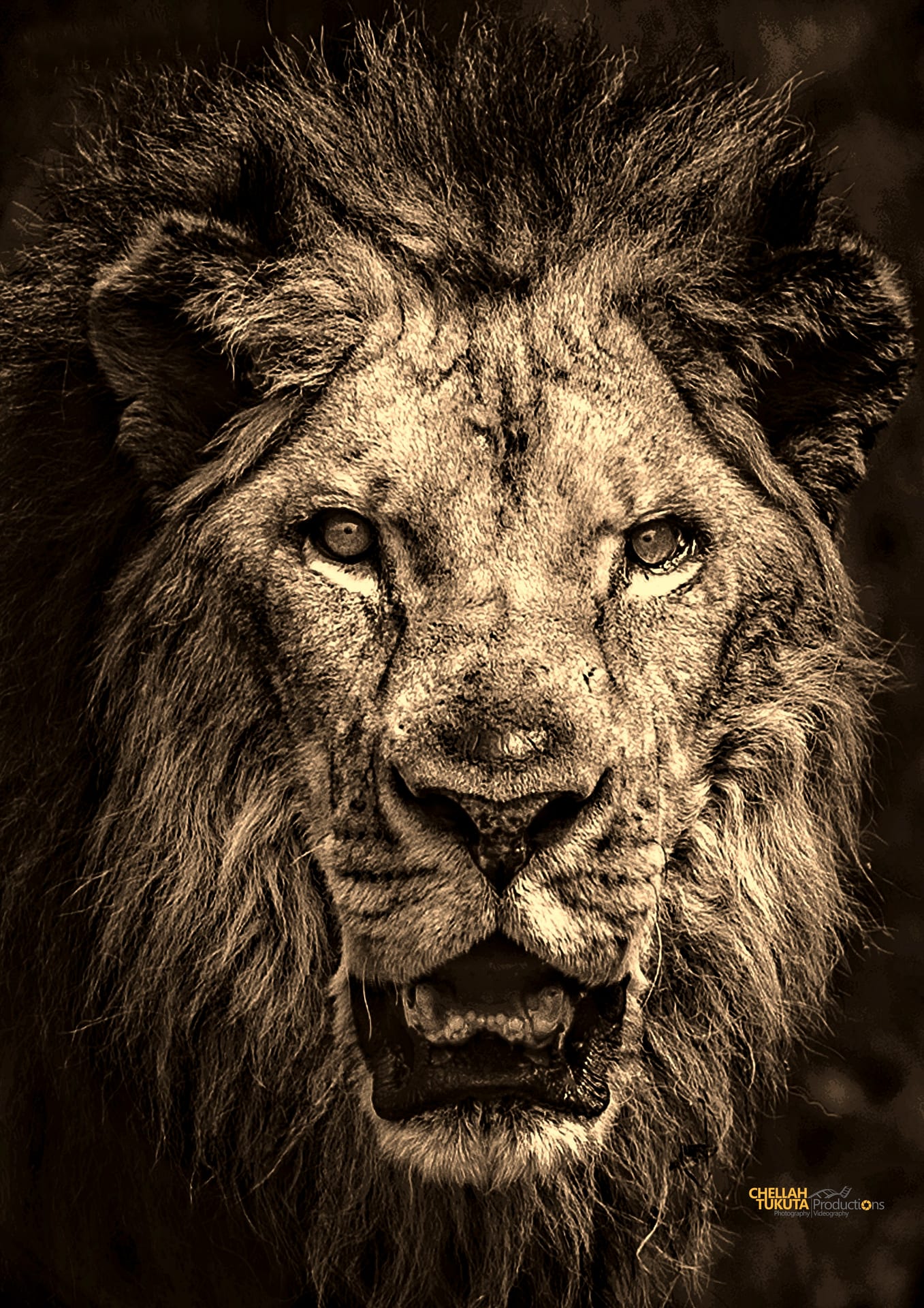 Lion Pic6.jpg