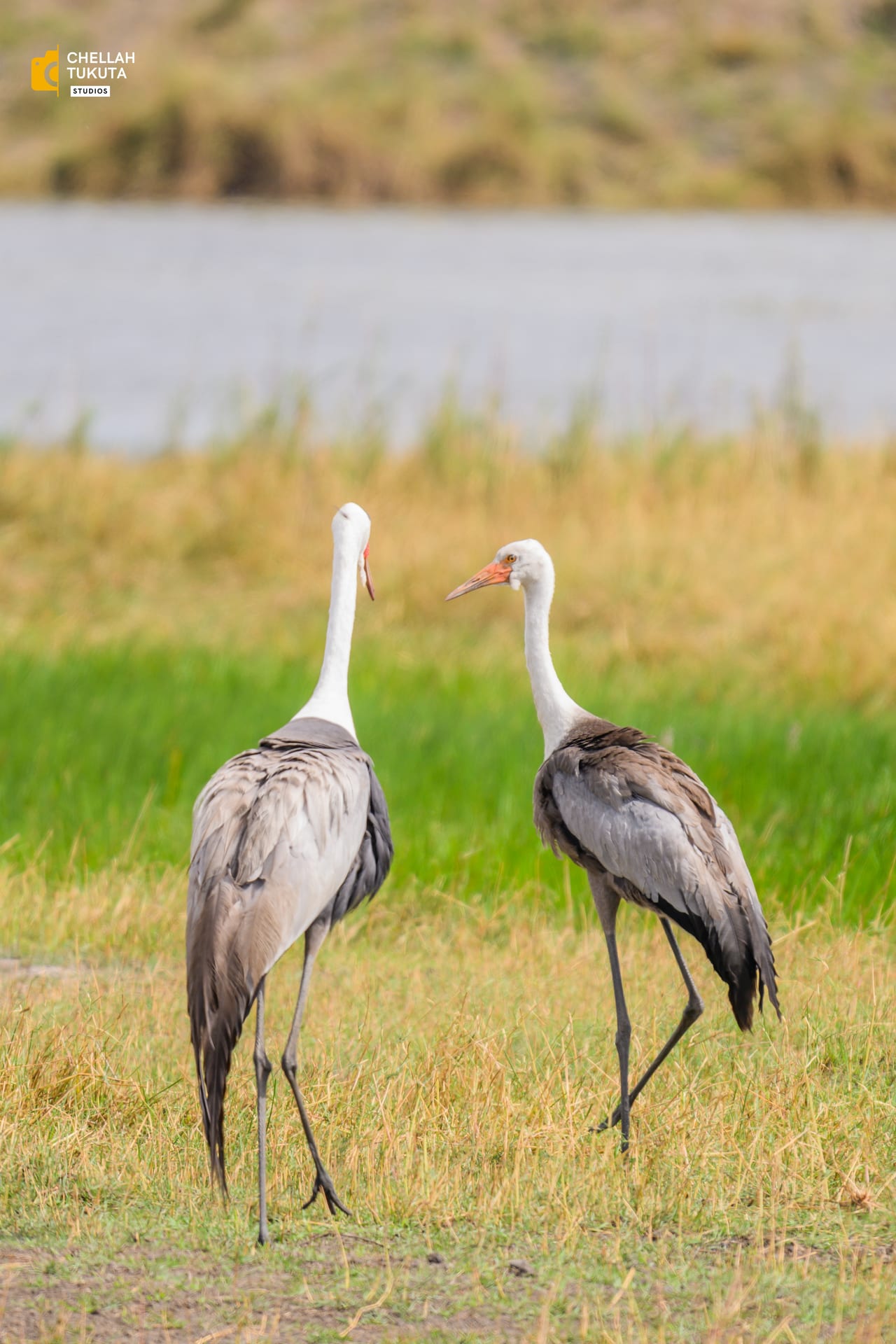 DSC_4267.jpg